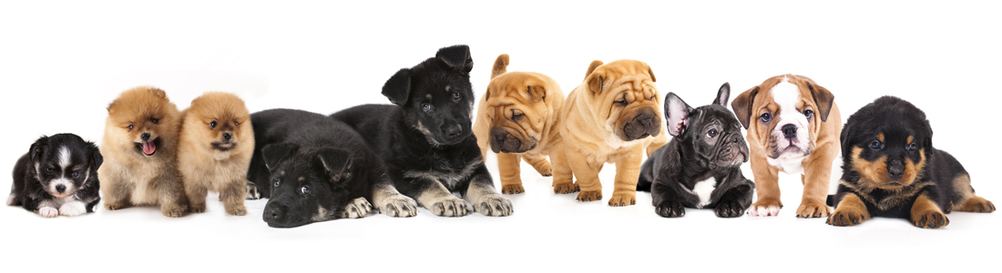 buy puppies in sarasota Petland Sarasota Pet Store Puppies for sale, Dog Breeds Info