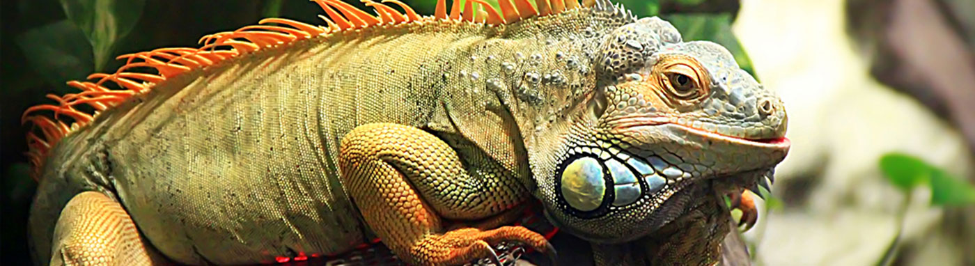 buy iguanas in Sarasota, FL