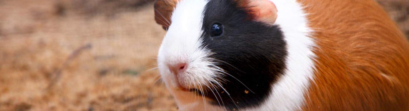 buy small animals in Sarasota, FL
