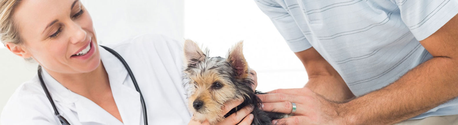 buy puppies in sarasota Petland Sarasota Pet Store Puppies for sale, Dog Breeds Info